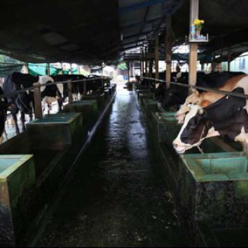 Xã Tân Thạnh Đông, huyện Củ Chi – Một trong những xã có đàn Bò sữa lớn nhất tại TP.HCM