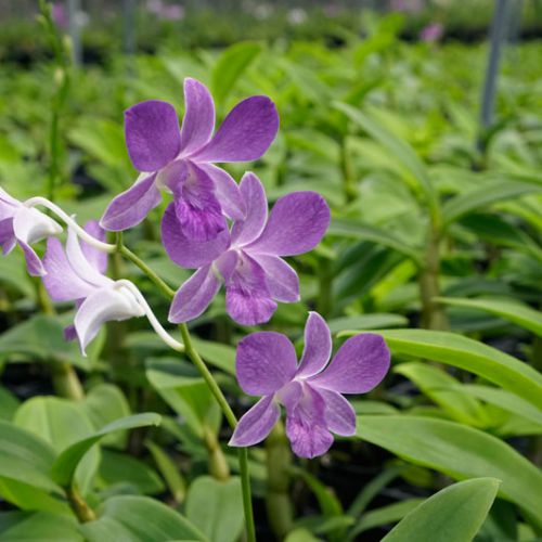 Hoa lan 4